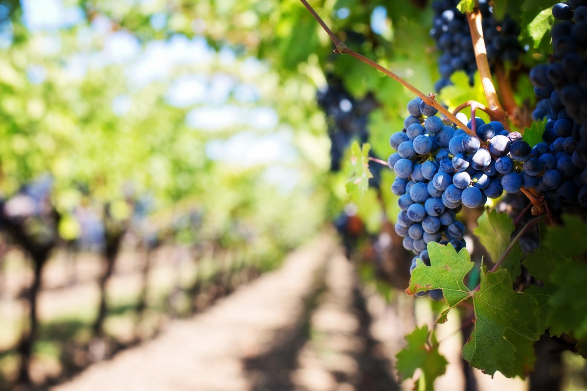 Guide to successfully purchase a vineyard