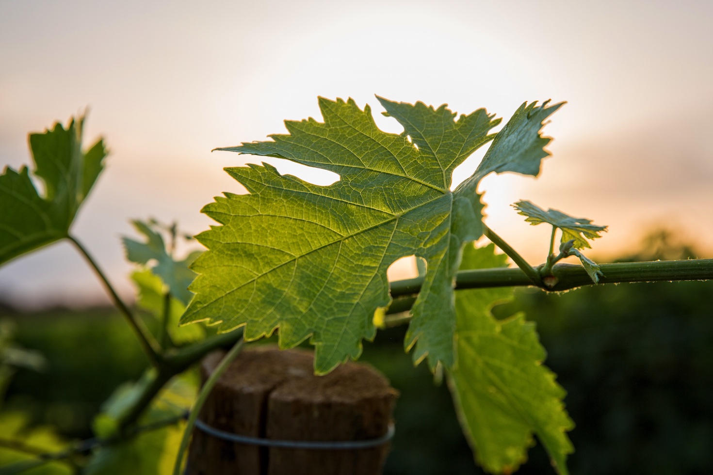 Why Invest in a Vineyard
