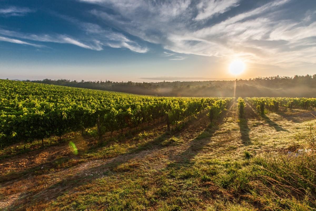 Les clés pour évaluer un domaine viticole avec succès